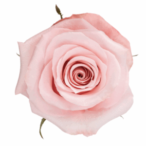 ROSE BE SWEET - 60 CM